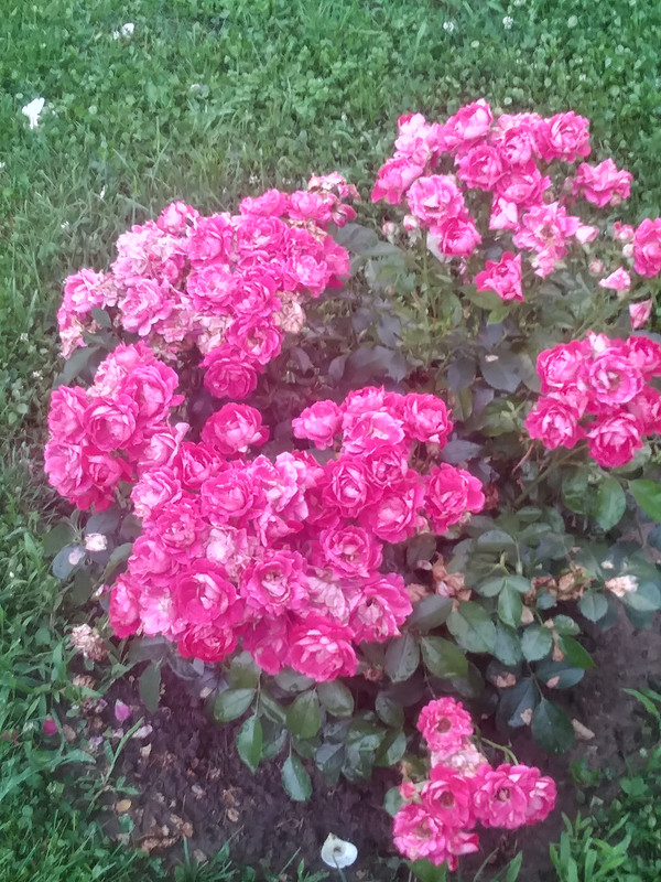 Cerise Flower Circus (2) - 20.06.2019 - 2 цъвтеж